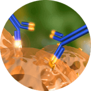 Étape 2 Réduction inflammations